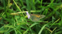 Colias electo electo