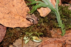 Microhyla palmipes