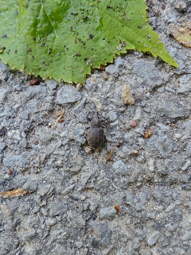 Alfalfa Snout Beetle
