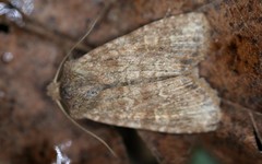 Lithophane semiusta