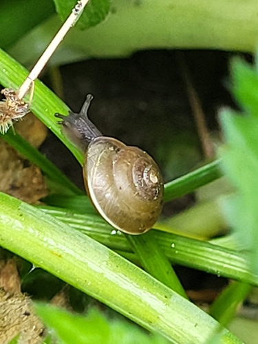 Hygromia cinctella