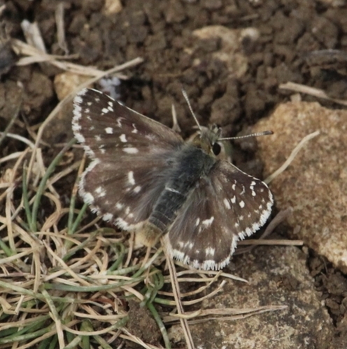 Red-underwing Skipper, Pelouses Calcaires, Lorry-Mardigny, 57420, France, photo 7 of 10