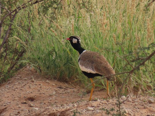 Northern Black Korhaan (Afrotis afraoides), photo 6