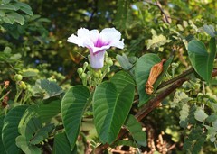Ipomoea campanulata