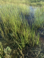 Eleocharis macrostachya