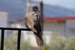Streptopelia decaocto