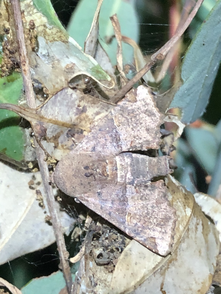 eugenia caterpillar