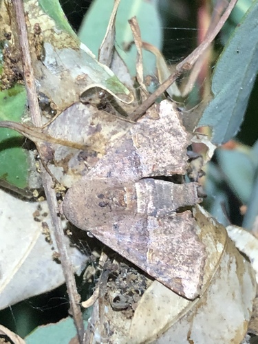 eugenia caterpillar
