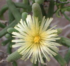 Mesembryanthemum nitidum