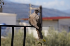 Streptopelia decaocto