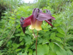 Aquilegia oxysepala