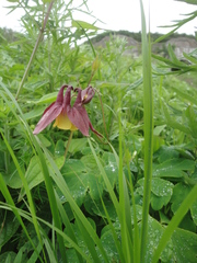 Aquilegia oxysepala