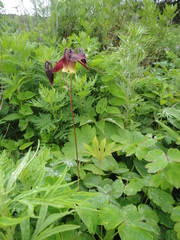 Aquilegia oxysepala