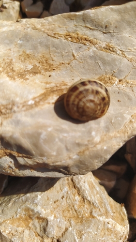 Eobania vermiculata