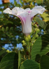 Ipomoea campanulata