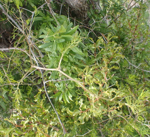 Asparagus retrofractus, photograph 4