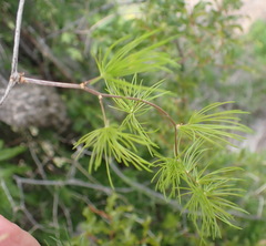 Asparagus retrofractus, photograph (c) Nicola van Berkel, some rights reserved (CC BY-SA)