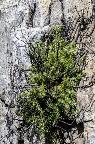 Heterolepis aliena, photograph 5