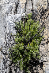 Heterolepis aliena, photograph (c) magriet b, some rights reserved (CC BY-SA)