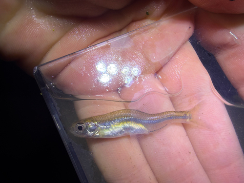 Common emerald shiner (Notropis atherinoides) — Cyprinidae — 3