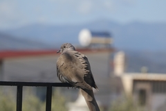 Streptopelia decaocto