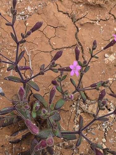 Hairy Catchfly
