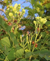 Ipomoea campanulata