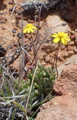 Crassothonna capensis