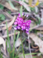 Cullen microcephalum