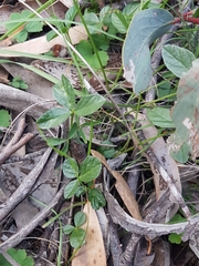 Cullen microcephalum