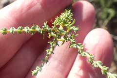 Eriocephalus ericoides, photograph (c) Nicola van Berkel, some rights reserved (CC BY-SA)