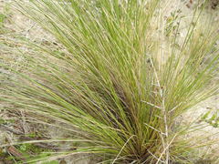 Pappostipa
