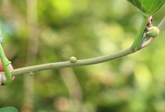 Ipomoea campanulata