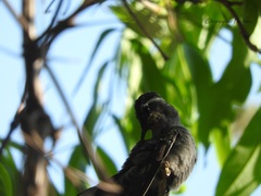 Lampornis
