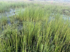 Eleocharis macrostachya