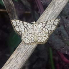 Heterostegane warreni