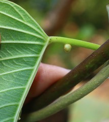 Ipomoea campanulata