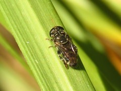 Eumerus obliquus