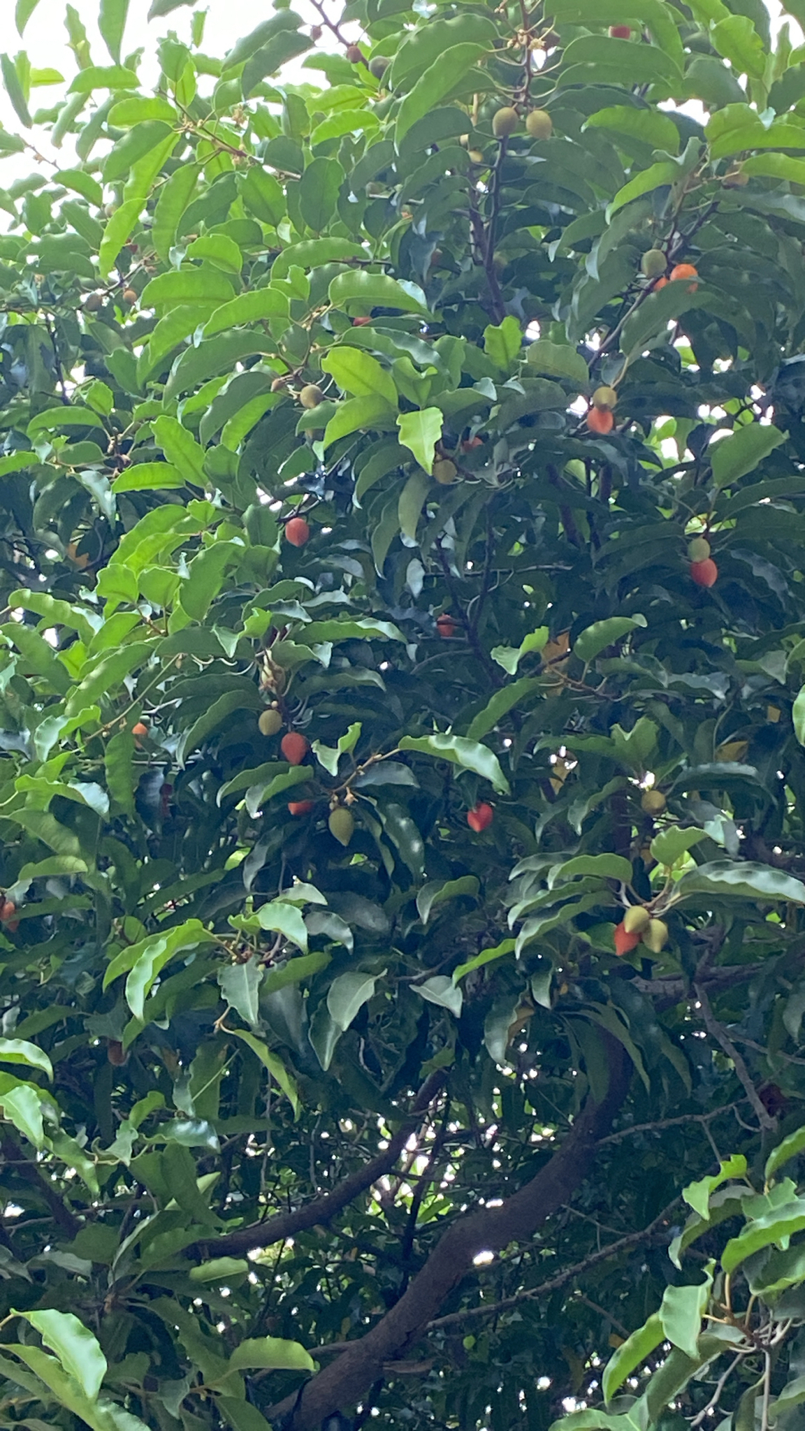 Mimusops elengi — ảnh 2