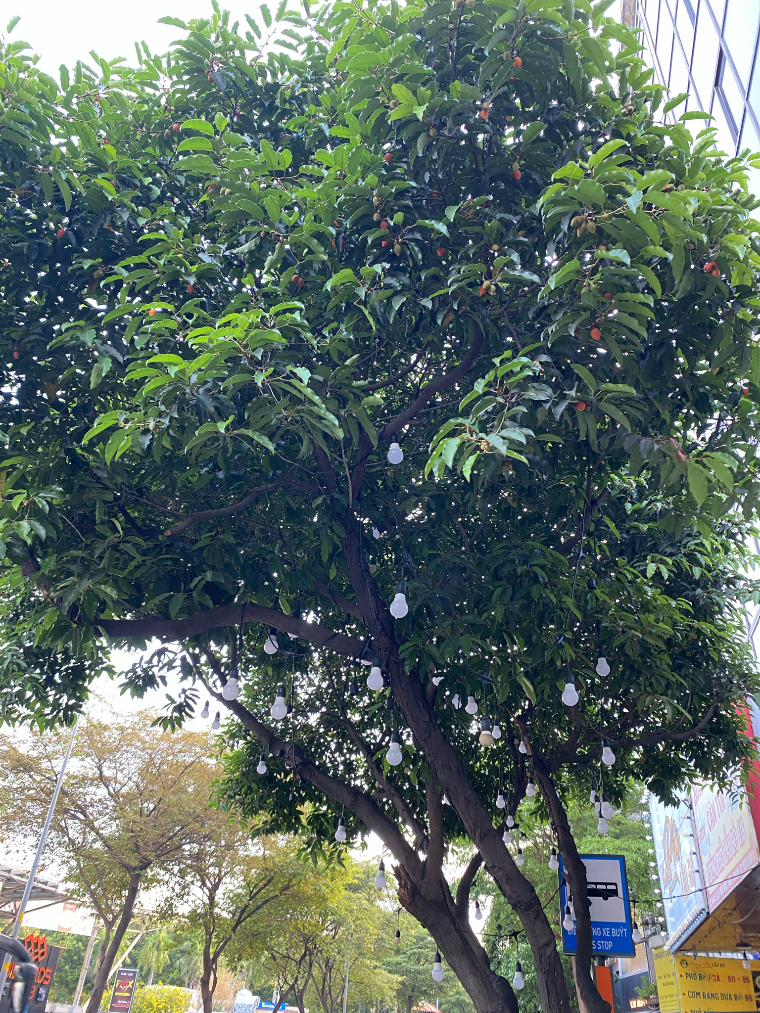 Mimusops elengi — ảnh 3