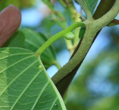 Ipomoea campanulata