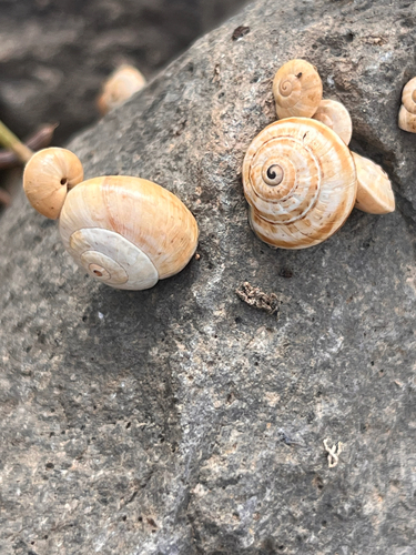Theba pisana