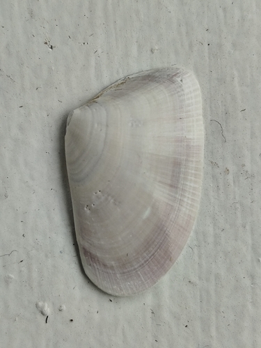 Donax trunculus