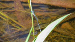 Austrolestes minjerriba
