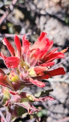 author not stated, no rights reserved Castilleja martini, photograph author not stated, no rights reserved