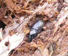 Pterostichus oblongopunctatus