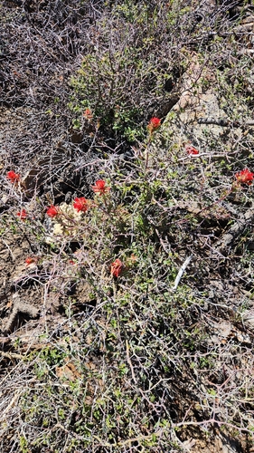 Castilleja martini, photograph 5