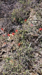 author not stated, no rights reserved Castilleja martini, photograph author not stated, no rights reserved