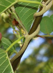 Ipomoea campanulata