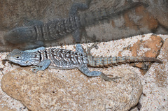 Oplurus cyclurus